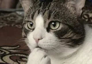 🤔 b3abd6b7 猫, 宠物, 动物, 思考, 家养 telegram sticker