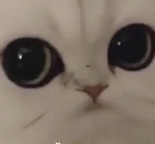 😐 b73ec81c 猫, 可爱, 动物, 白色, 眼睛 telegram sticker