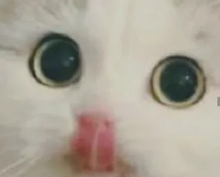 😋 b91061f2 猫, 眼睛, 可爱, 动物, 宠物, 白色 telegram sticker