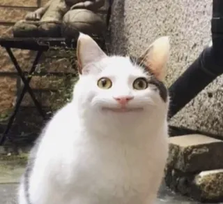 😊 c02fa835 猫, 白猫, 微笑的猫, 搞笑, 宠物 telegram sticker