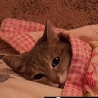 🙂 c346c966 猫, 可爱, 毯子, 困, 动物 telegram sticker