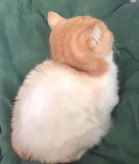 😒 cc3ed676 猫, 动物, 宠物, 橙色, 白色, 可爱 telegram sticker