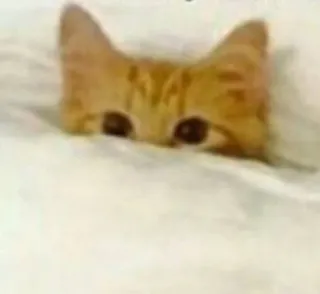 😐 ce97a771 猫, 隐藏, 眼睛, 可爱, 动物 telegram sticker