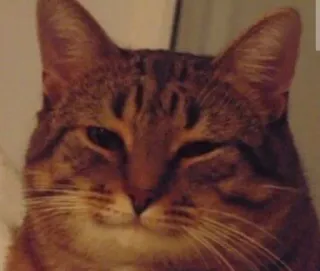 😊 e2c74494 猫, 动物, 宠物, 表情包, 搞笑 telegram sticker