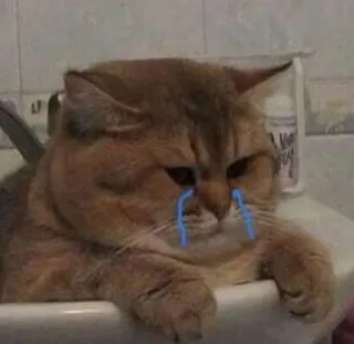 😭 e6a53eb8 猫, 难过, 哭泣, 可爱, 动物, 宠物 telegram sticker