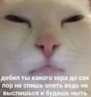 😑 e6e189d3 дебил ты какого хера до сих
пор не спишь опять ведь не
выспишься и будешь ныть 猫, 表情包, 睡眠, 俄语, 动物 telegram sticker