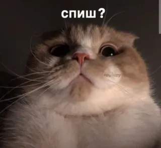 🙂 ea575de9 спишь? 猫, 睡觉, 可爱, 动物, 搞笑 telegram sticker