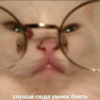 😐 eae3e2da слушай сюда умнек блять 猫, 眼镜, 粗鲁, 冒犯 telegram sticker