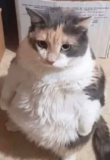 😐 f0637d57 猫, 三花猫, 动物, 宠物, 可爱, 家养 telegram sticker