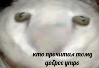 🌚 f330b428 кто прочитал тому доброе утро 猫头鹰, 可爱, 动物, 早上, 早上好 telegram sticker