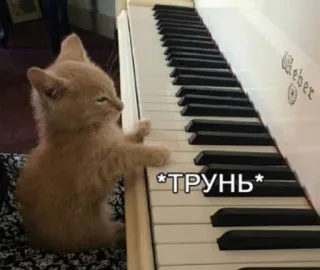 🙂 f3543296 *ТРУНЬ* 猫, 钢琴, 动物, 音乐, 键盘, 可爱 telegram sticker