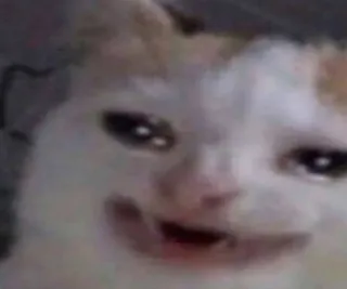 😁 f4975100 猫, 表情包, 搞笑, 动物, 宠物 telegram sticker