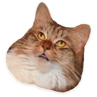 🙄 018d82f7 แมว, สัตว์, สติกเกอร์, สัตว์เลี้ยงลูกด้วยนม, สัตว์เลี้ยง, สัตว์บ้าน telegram sticker