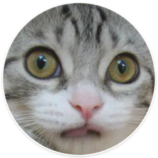 😳 2ecb7eb6 แมว, สัตว์, สัตว์เลี้ยง, ตา, หน้า, น่ารัก, ลูกแมว telegram sticker