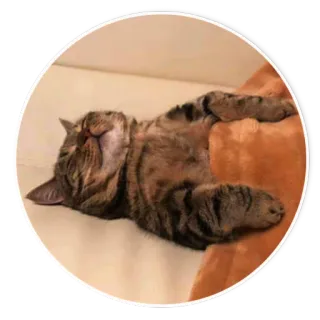 😴 539c9d7f แมว, นอนหลับ, สัตว์, สัตว์เลี้ยง, บ้าน, สัตว์เลี้ยงลูกด้วยนม, แมว telegram sticker