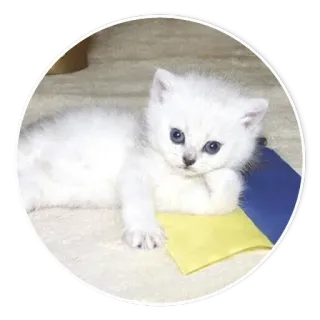 🇺🇦 797c696b ลูกแมว, แมว, สัตว์เลี้ยง, สัตว์, น่ารัก, สีขาว, ปุย, สัตว์เลี้ยง telegram sticker