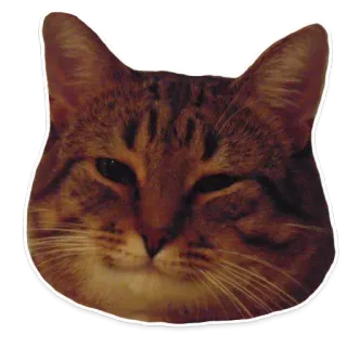 😌 8d7bb1ca แมว, สัตว์, สัตว์เลี้ยง, ขยิบตา, มีม, สติกเกอร์ telegram sticker