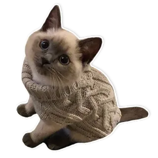 ☺️ 8f998d4c แมว, ลูกแมว, เสื้อสเวตเตอร์, น่ารัก, สัตว์, สัตว์เลี้ยง telegram sticker