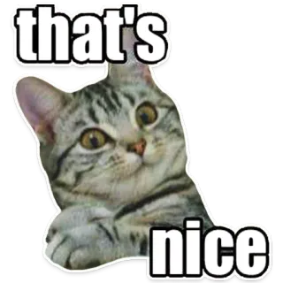 👌 968e56b8 that's nice แมว, มีม, ตลก, ดีจัง, สัตว์เลี้ยง, สัตว์ telegram sticker