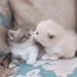 🌟 016ddeed 猫, 子猫, 可愛い, 動物, 家畜, ペット telegram sticker