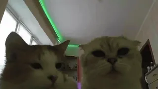 🌟 03a92325 猫, 動物, ペット, 家畜 telegram sticker