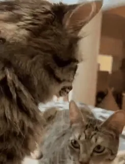 🌟 13c0a17f 猫, 動物, ペット, かわいい, 家庭的, ネコ科 telegram sticker