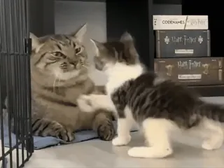 🌟 1775c14a 猫, 子猫, 動物, ペット, 面白い, 可愛い telegram sticker