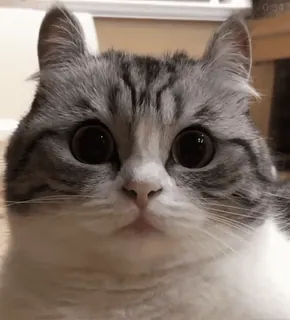 🌟 227671c8 猫, かわいい, ペット, 動物, 家畜, 哺乳類 telegram sticker