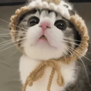 🌟 273ddfee 猫, 動物, 子猫, 可愛い, 帽子, ペット telegram sticker