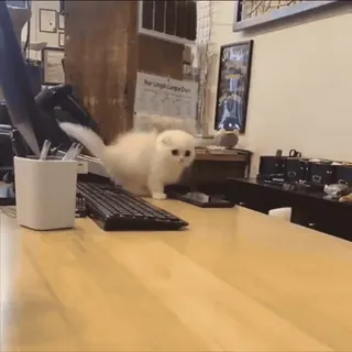 🌟 2d9e706b 猫, 子猫, かわいい, 動物, 机, オフィス, キーボード, 白, ふわふわ telegram sticker