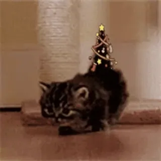 🌟 2fb3f9ef 猫, クリスマスツリー, 動物, ペット, かわいい, 子猫, ホリデー telegram sticker