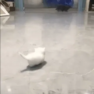 🌟 3086591b 猫, 子猫, 白猫, 走る, ペット, 動物, かわいい, 室内 telegram sticker