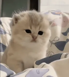 🌟 3221ae42 子猫, 猫, かわいい, ペット, 動物, ふわふわ telegram sticker