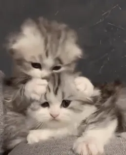 🌟 42417b90 猫, 子猫, 動物, かわいい, ペット, 家畜 telegram sticker