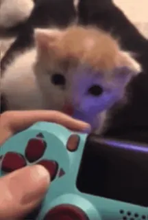🌟 4989f4c5 子猫, 猫, ゲーム, コントローラー, かわいい, 動物, プレイステーション telegram sticker