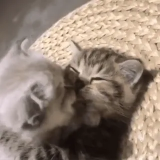 🌟 4c5f704c 猫, 子猫, 可愛い, 動物, ペット, 睡眠, 愛らしい telegram sticker