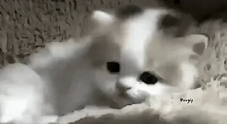 🌟 67eec94b 子猫, 猫, かわいい, 動物, 白, ふわふわ telegram sticker