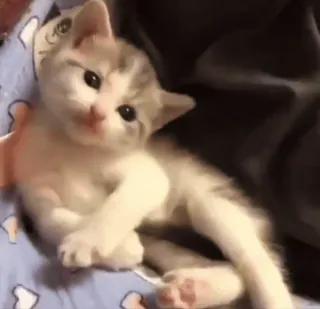 🌟 8e64a451 猫, 子猫, 可愛い, 動物, ペット, 飼い猫 telegram sticker