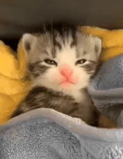 🌟 a72b2cc6 子猫, 猫, かわいい, 動物, ペット, 眠い, 赤ちゃん猫 telegram sticker