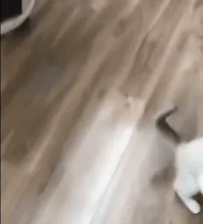 🌟 ea86a27e 猫, 動物, ペット, 家畜, 歩行 telegram sticker