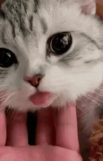 китики2 by @suddenl0v3 :: @fStikBot telegram stickers