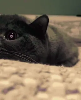 🌟 f0d62d9f 猫, グレー猫, 動物, ペット, ハート, 目 telegram sticker