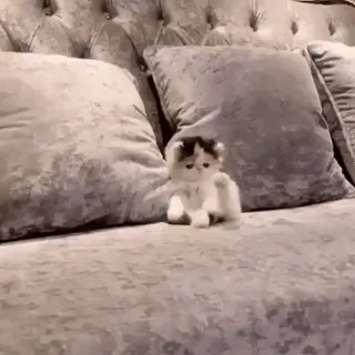 🌟 f50f8f1c 猫, 子猫, 動物, ソファ, 可愛い, ペット telegram sticker