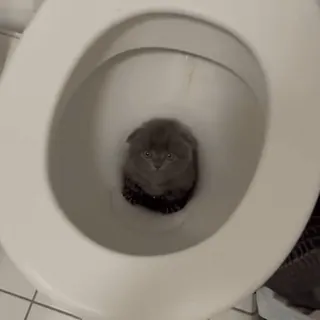🌟 f85ab38e 猫, トイレ, 面白い, 動物, ペット, 子猫 telegram sticker