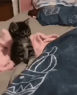 🌟 fb7a2a76 子猫, 猫, 動物, かわいい, ペット, ベッド telegram sticker