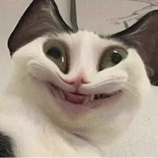 😦 2d876ee7 chat, drôle, mème, animal, animal de compagnie, chat blanc, derp whatsapp sticker