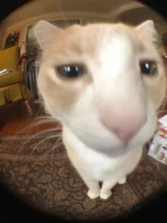 🥴 30aebfb1 chat, animal de compagnie, animal, chat domestique, mignon, félin whatsapp sticker