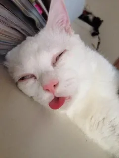 🥺 60188adb chat, animal, animal de compagnie, langue, chat blanc, drôle whatsapp sticker