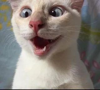 😵 6bc13dd0 chat, animal, chat blanc, surpris, mignon, animal domestique whatsapp sticker