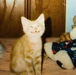 👏 81671097 chat, animal de compagnie, animal, chaton, mignon, drôle whatsapp sticker